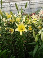 [4148 Yelloween TL No111.JPG]